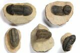 Lot: Assorted Devonian Trilobites - Pieces #119920-2